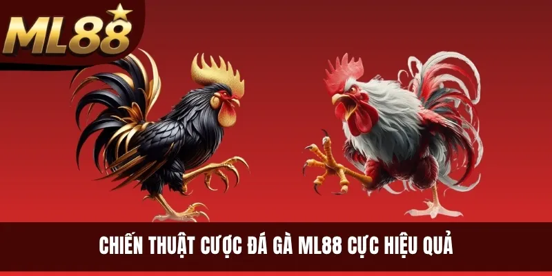 Chiến thuật cược đá gà ML88 cực hiệu quả