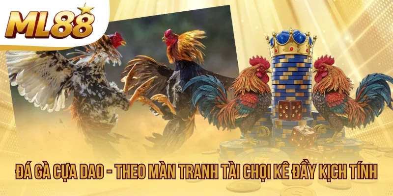 Đá Gà Cựa Dao - Theo Màn Tranh Tài Chọi Kê Đầy Kịch Tính